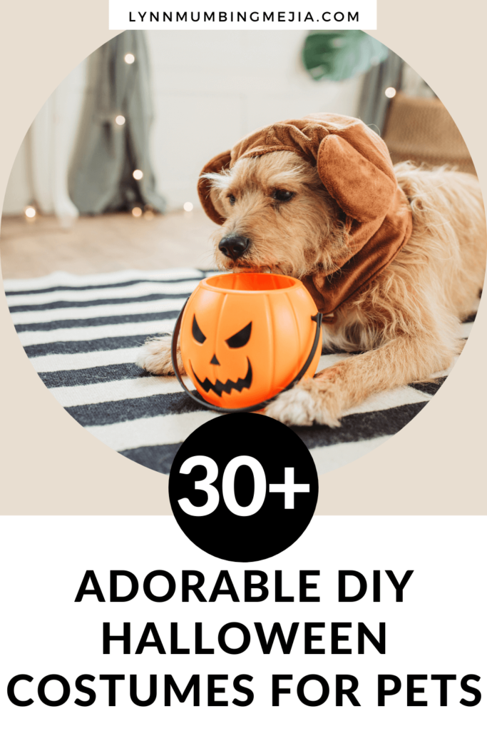 30+ Adorable Amazon Halloween Costume Ideas for Pets - Pin 1