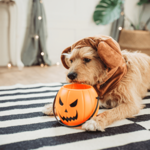 30+ Adorable Amazon Halloween Costume Ideas for Pets