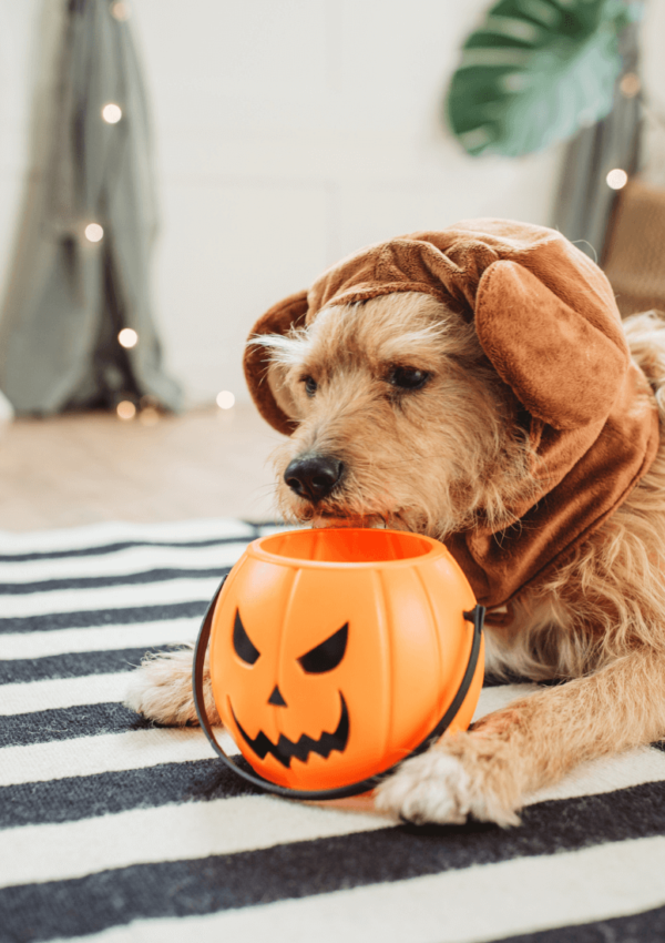 30+ Adorable Amazon Halloween Costume Ideas for Pets